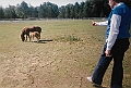 Ray Suring mini horses4